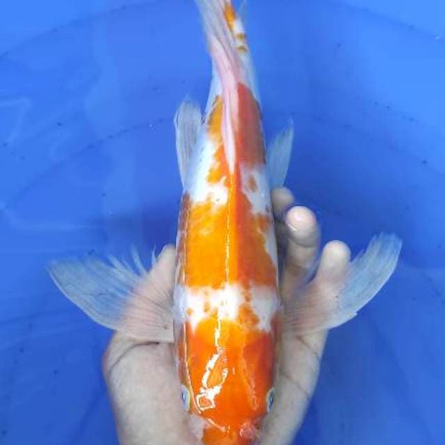 Kumpay Kijiro 32cm