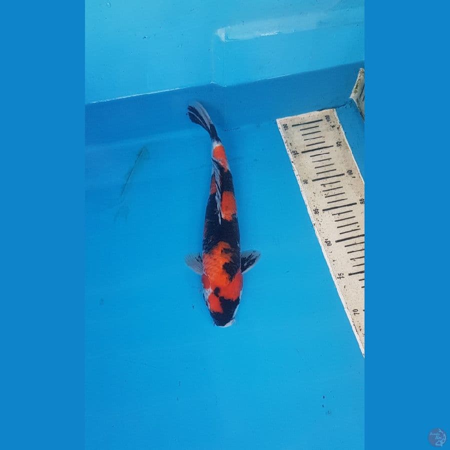 hi showa 34cm