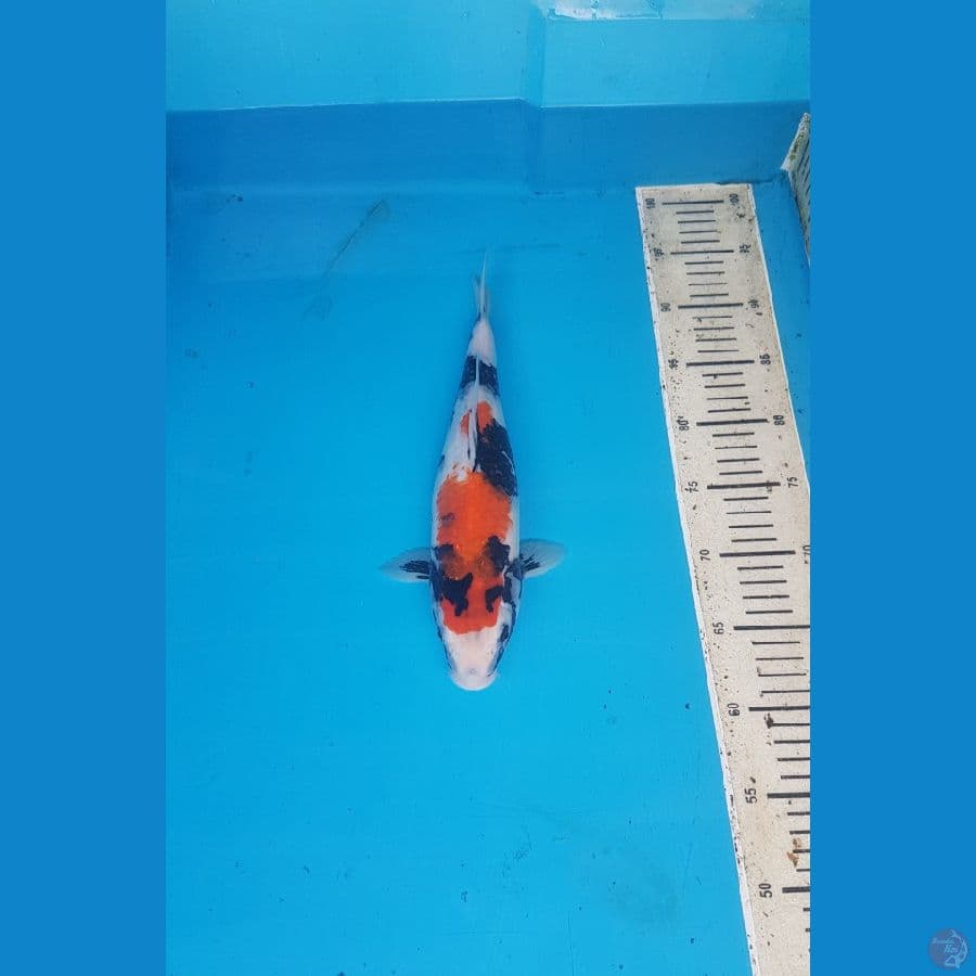 showa 33cm