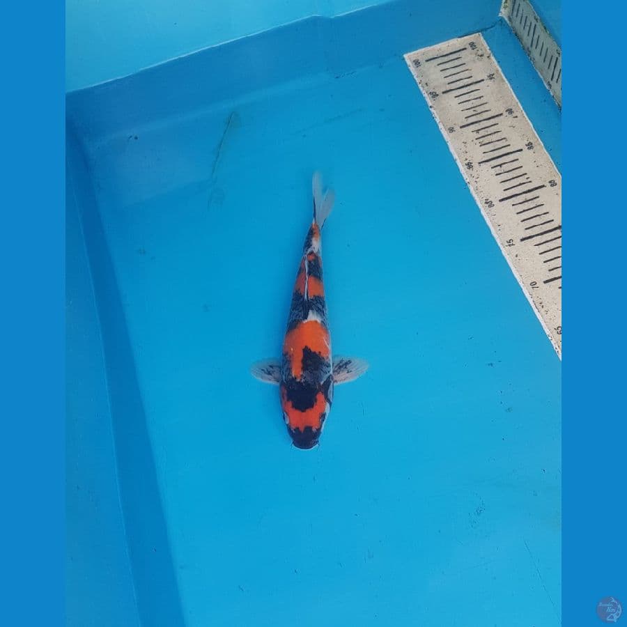 showa 28cm