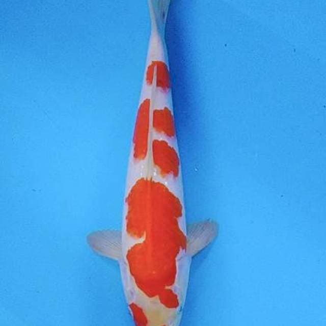 Kohaku 35cm