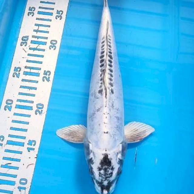 Yokohama 33cm