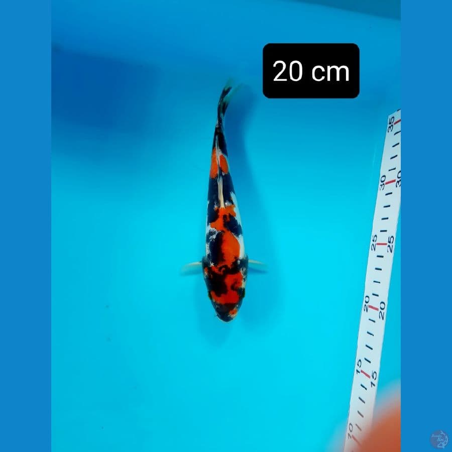 maruten doit 20 cm
