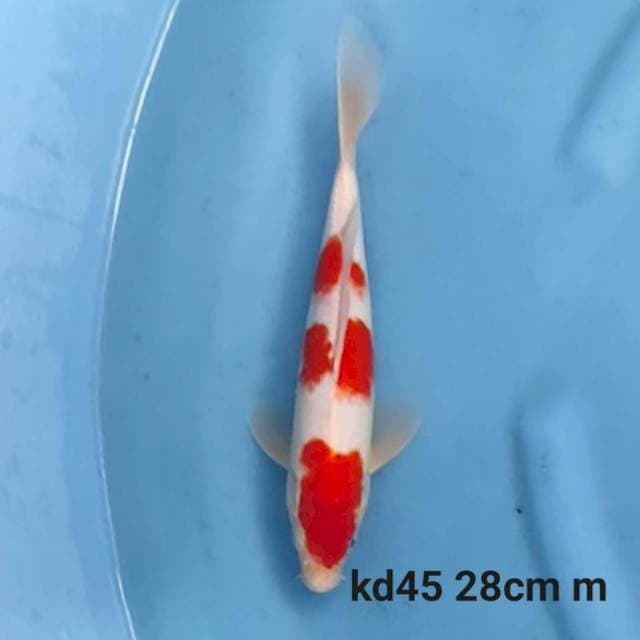 kohaku 3 step original