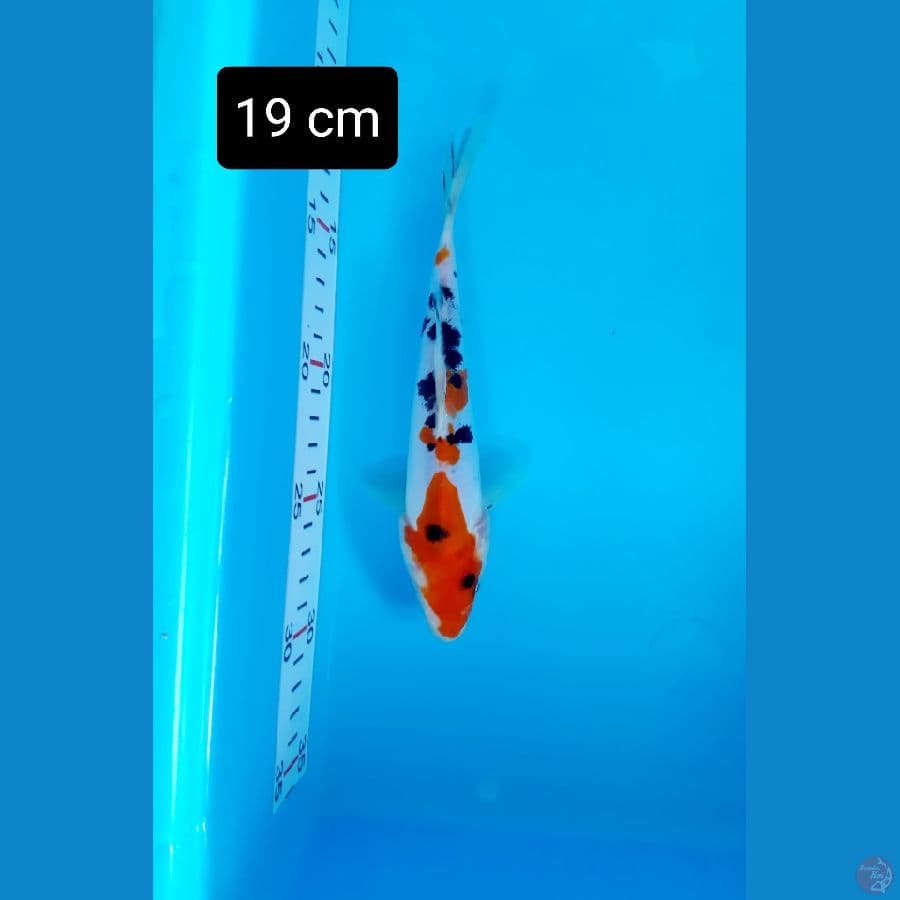 kindai doit 19 cm