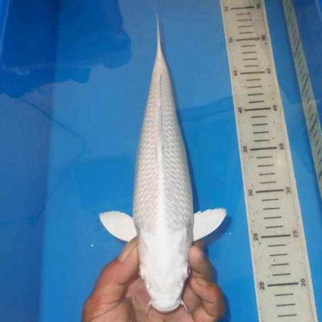 PLATINUM ALBINO