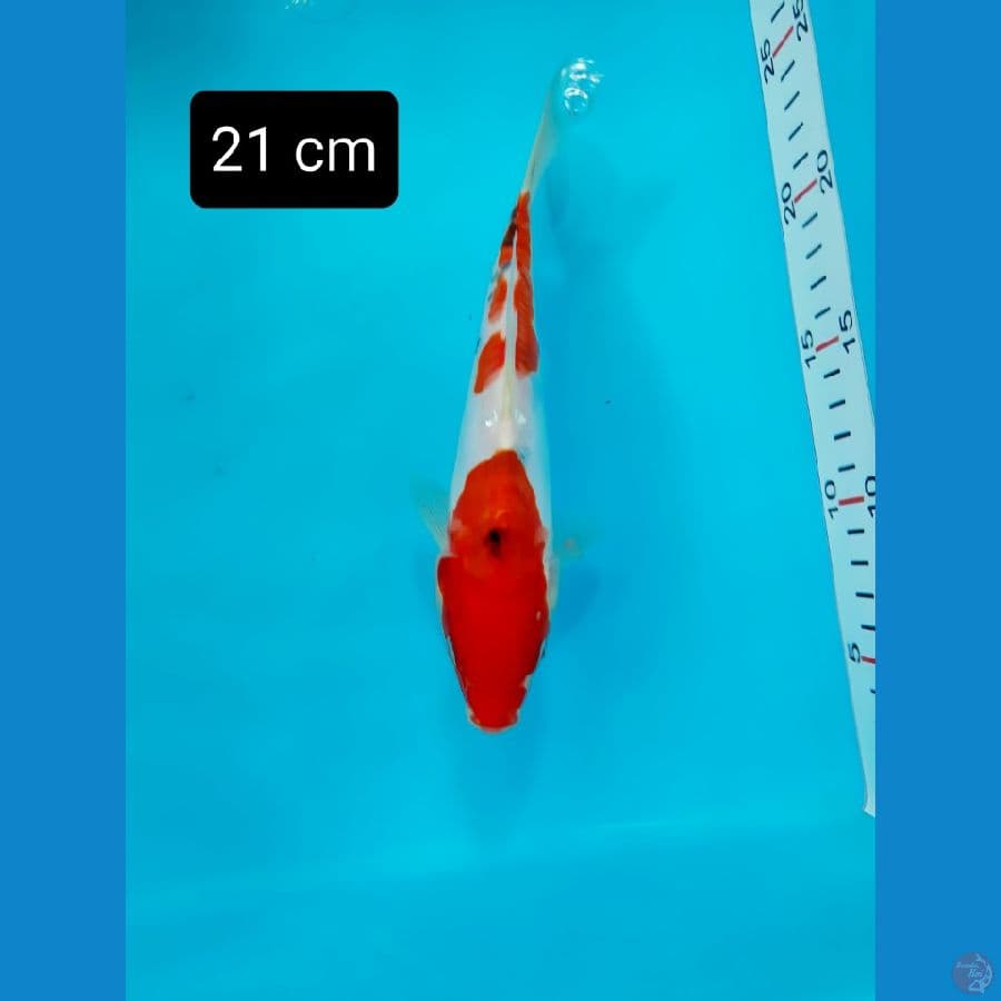 bahan peledak 1. Doitsu showa 21 cm