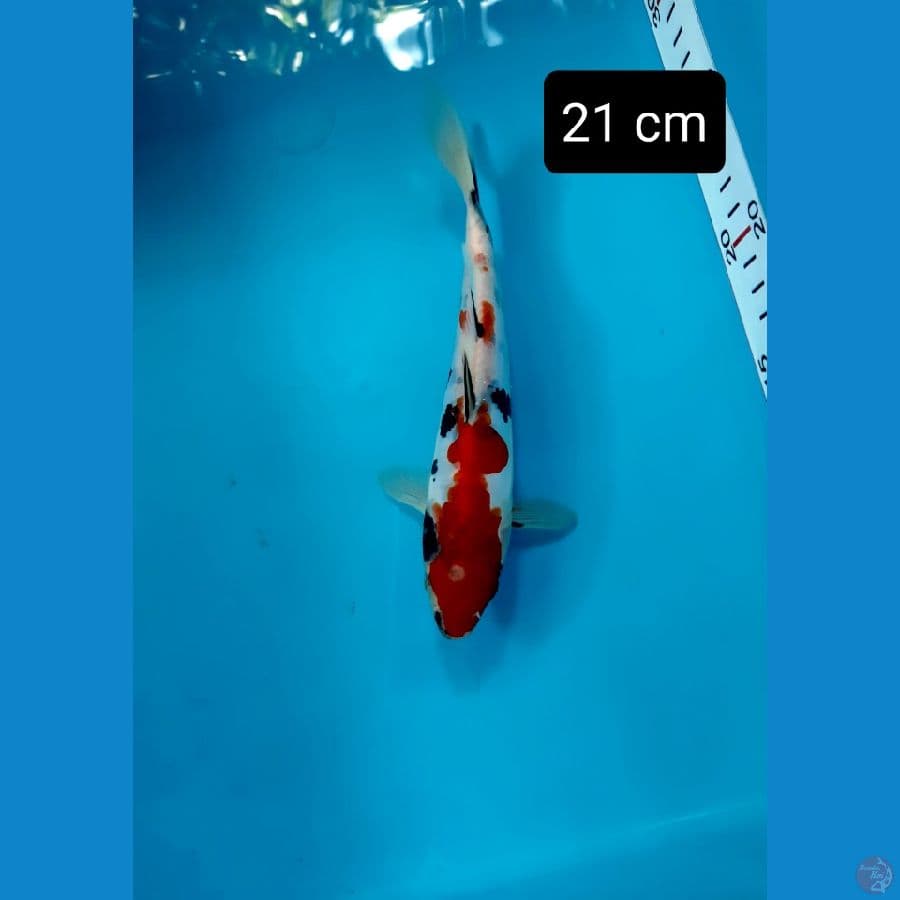 bahan 21 cm doitsu