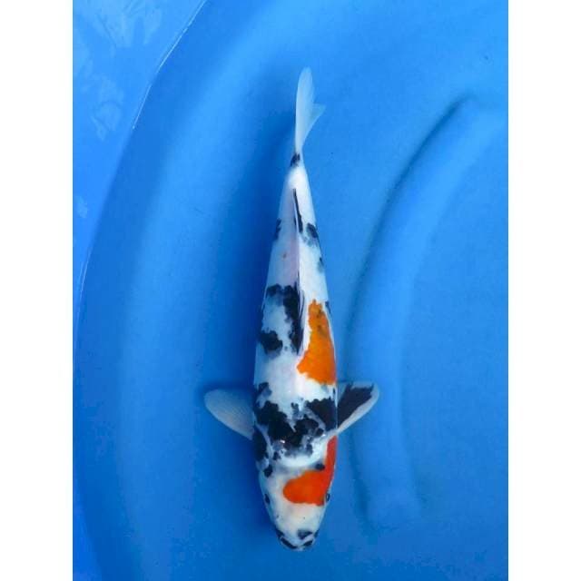 Kindai Showa , Jantan , 32cm