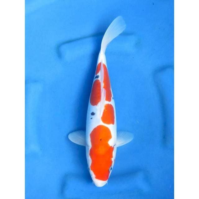 Doitsu Murni Sanke , 32cm