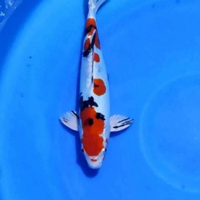 Hiseynishiki