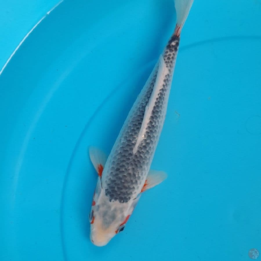 ASAGI MERAH SAMPING GOOD 35CM