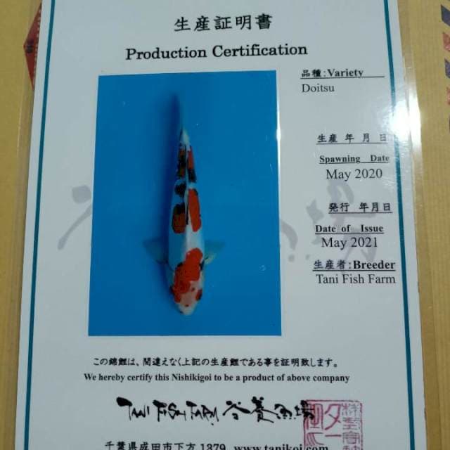 Import Sanke Doitsu Tani farm 35cm
