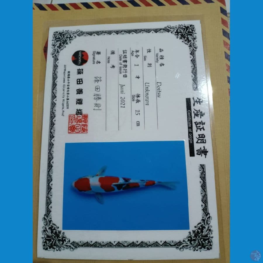 maruten sanke doitsu import 27cm
