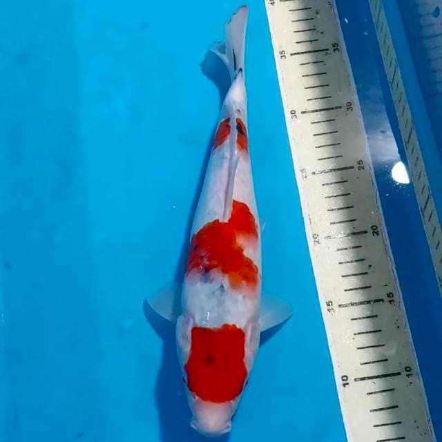 SANKE 30 CM