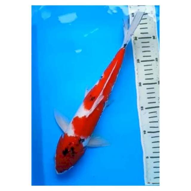 RED SANKE 37 Cm, JANTAN