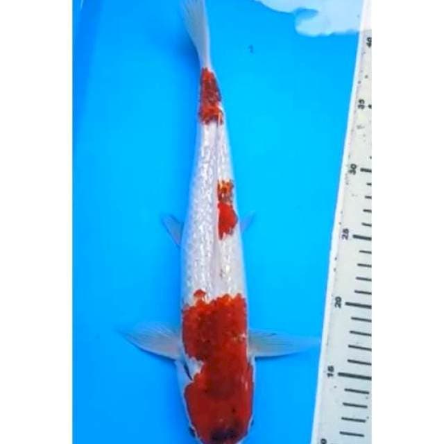 AI GOROMO GINRIN 36 Cm, JANTAN