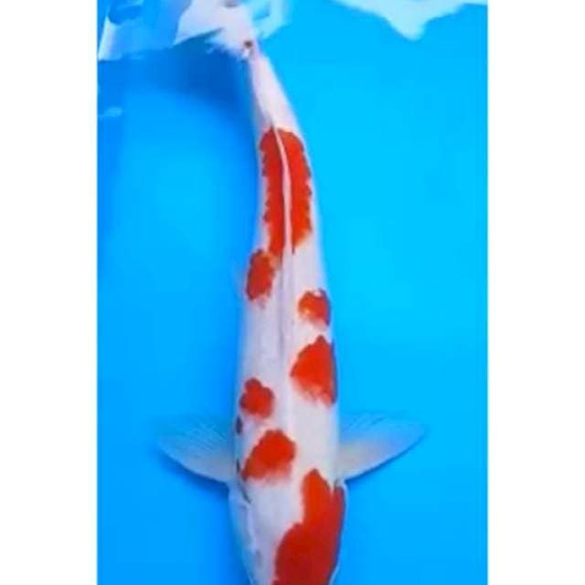 KOHAKU 33 Cm, JANTAN
