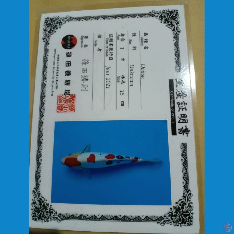 maruten sanke doitsu import 31cm