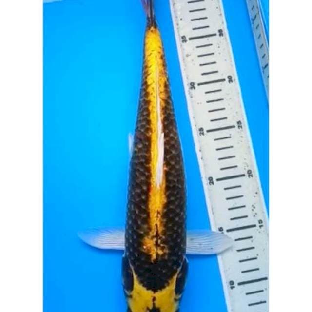 KABUTO BODY JUMBO 38 CM