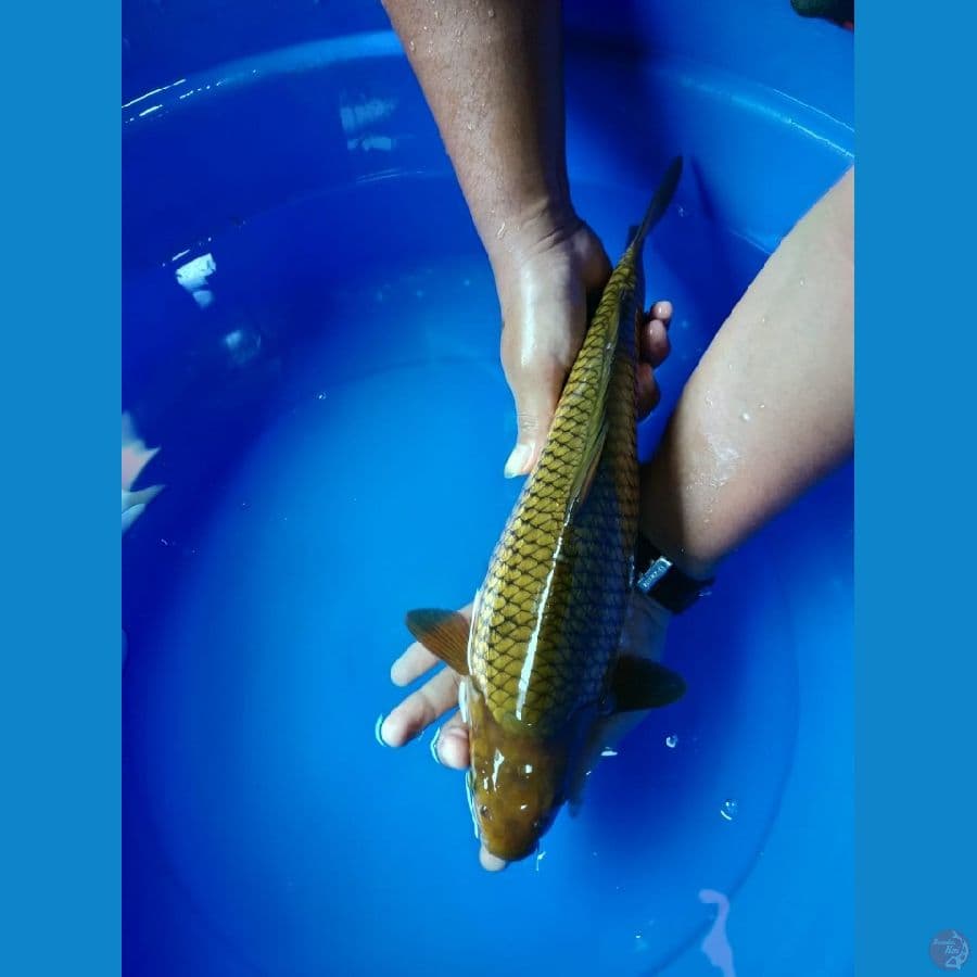 cagoi tembaga 40cm munuk