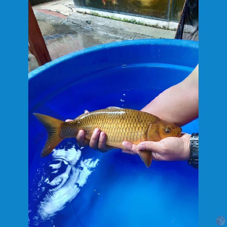 cagoi tembaga 40cm munuk