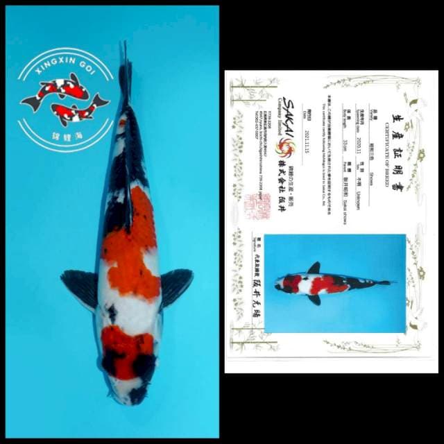 MARUTEN SHOWA SAKAI 33CM