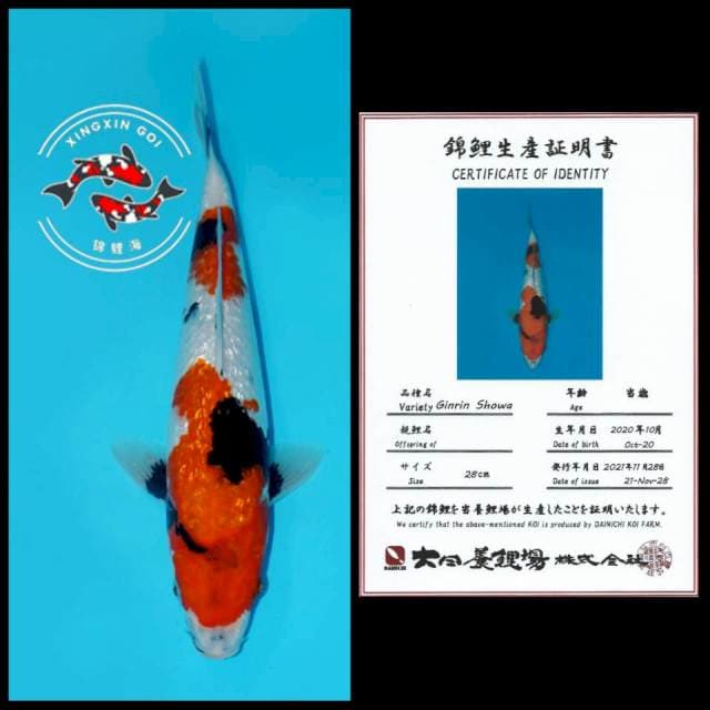 GINRIN SHOWA DAINICHI 28CM