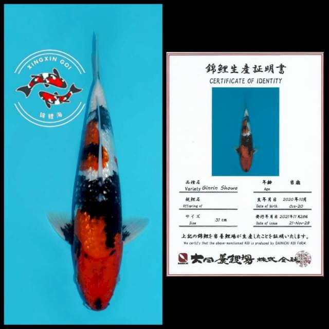 GINRIN SHOWA DAINICHI 31CM