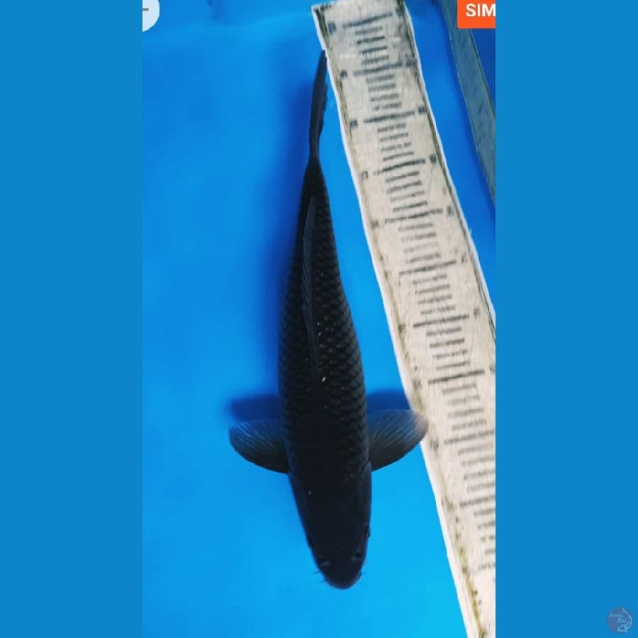 siBlack 42cm betina