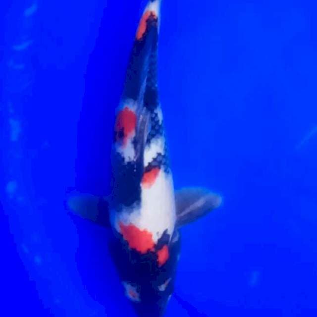 KINDAI SHOWA HIGH QUALITY MERAH SETRONG