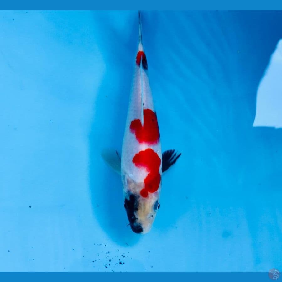 showa, 20cm