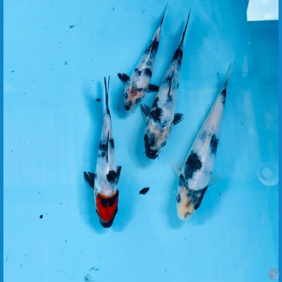 mix koi, 15-20cm