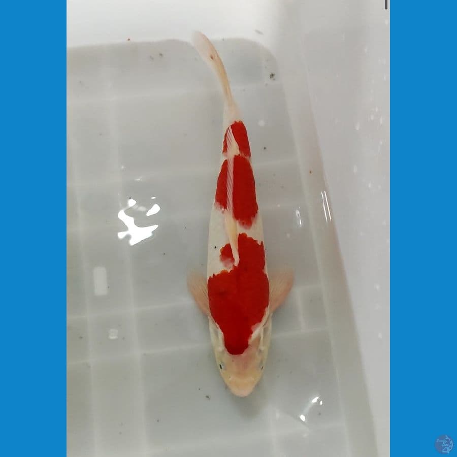 kohaku 41 cm strong