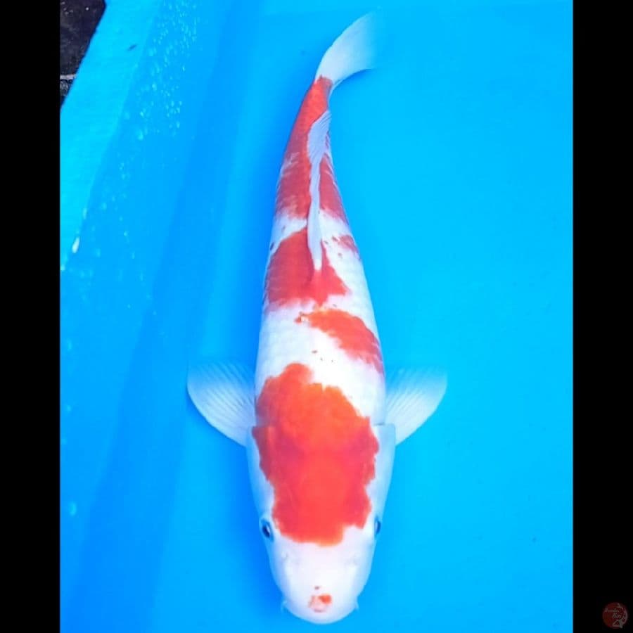 Kohaku 42 cm male joss
