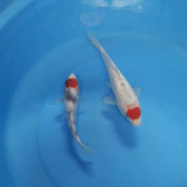 Duo tanco 15 dan 20