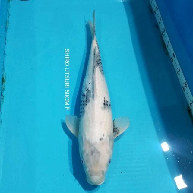 SHIRO FEMALE 50CM