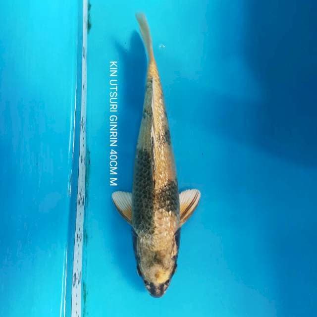 KIN UTSURI GINRIN MALE 40CM