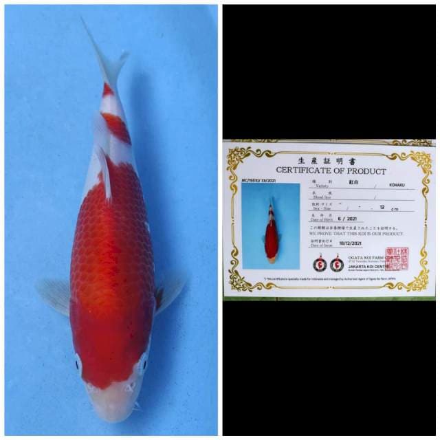 Ogata Kohaku