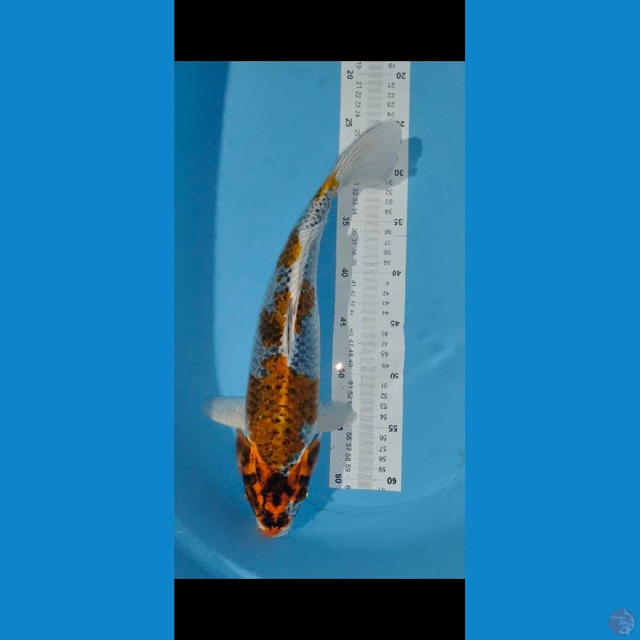 kujaku 40cm sah rasah ngeyel