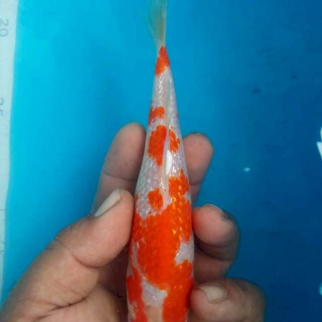 SHOW QUALITY MINI KOHAKU GINRIN