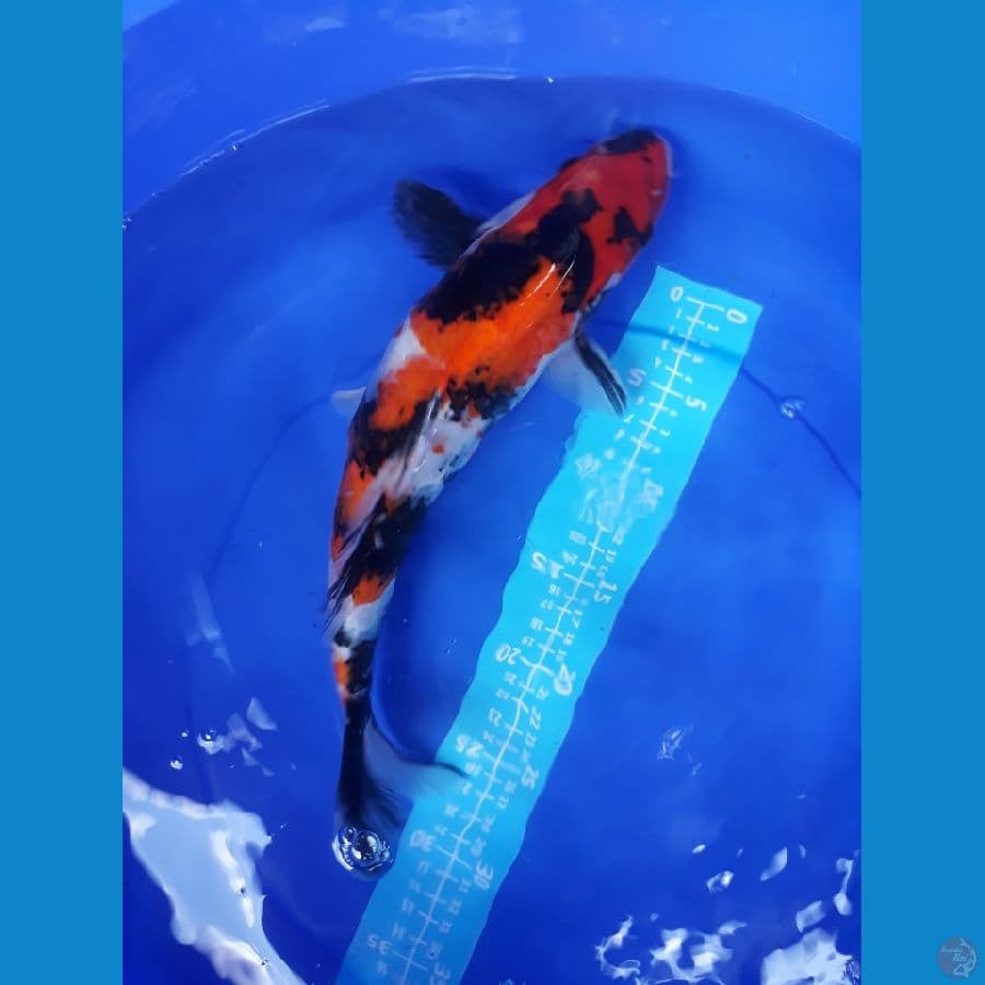 Showa 32 Cm