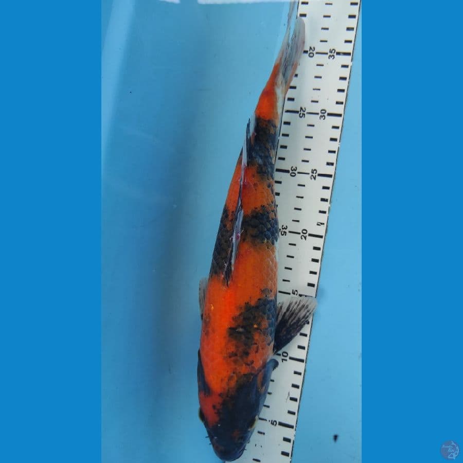 SHOWA31cm