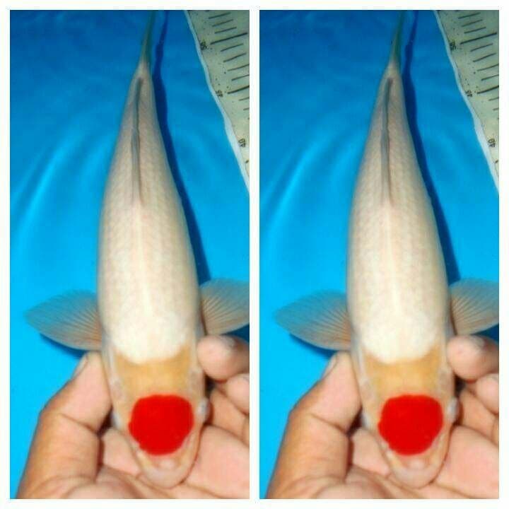 Tancho kohaku f1