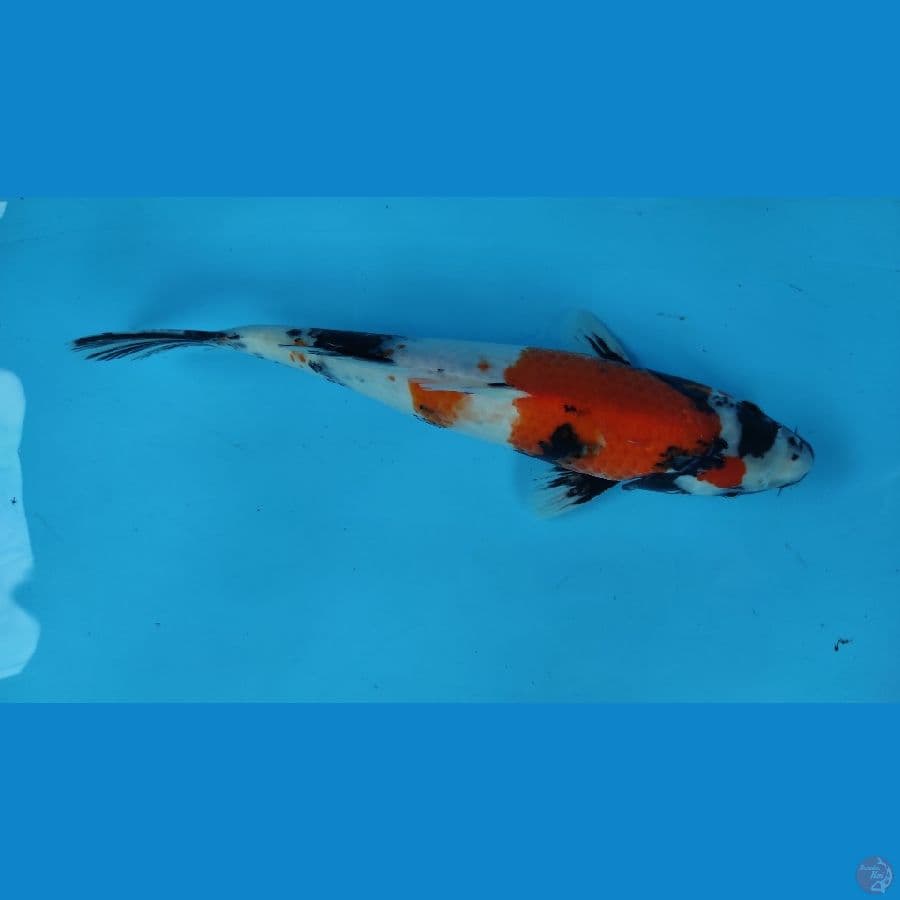 SHOWA31cm