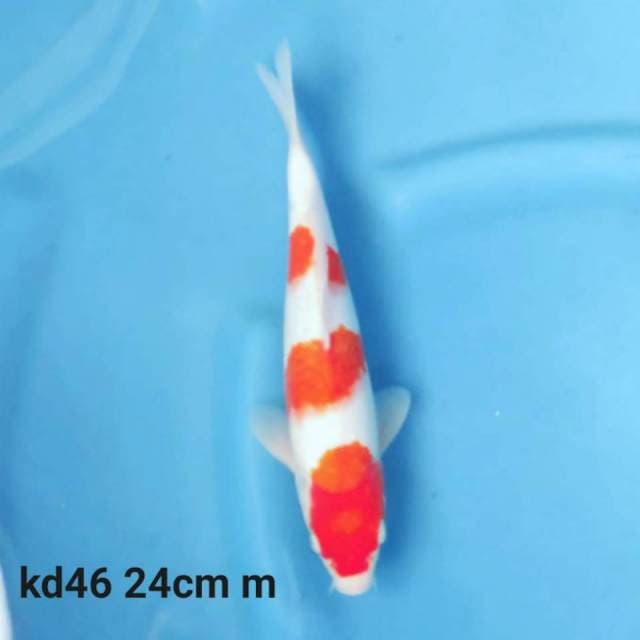 kohaku 3 step original