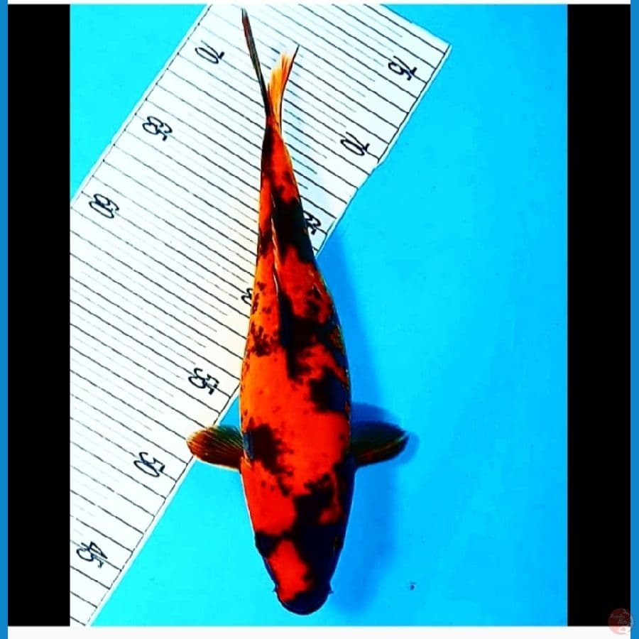 Hiutsuri Doitsu Murni 30CM