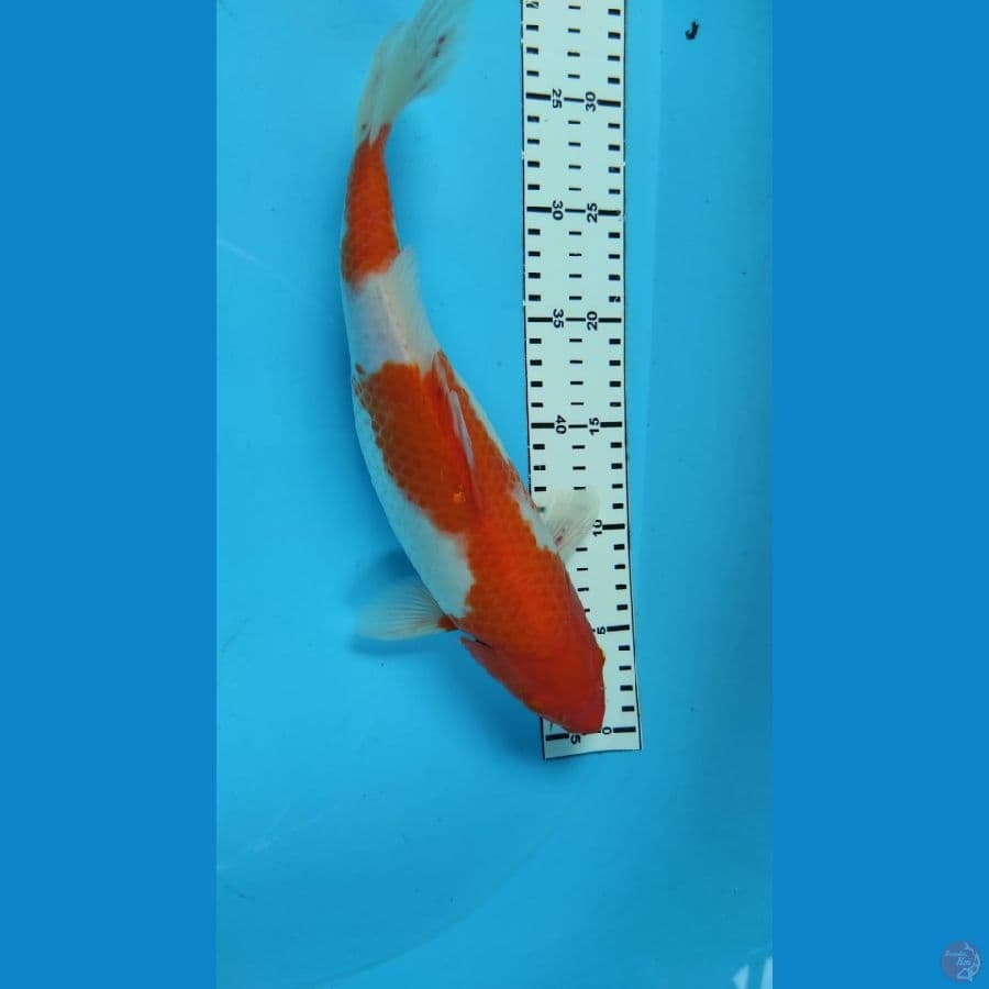 kohaku