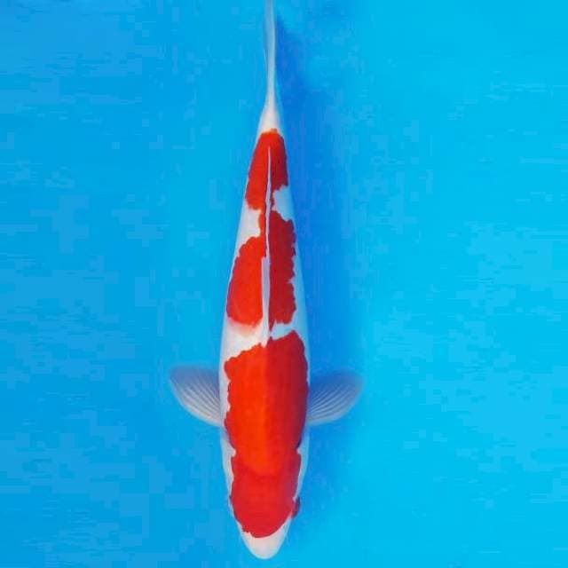 FURY 1 ~ KOHAKU ™