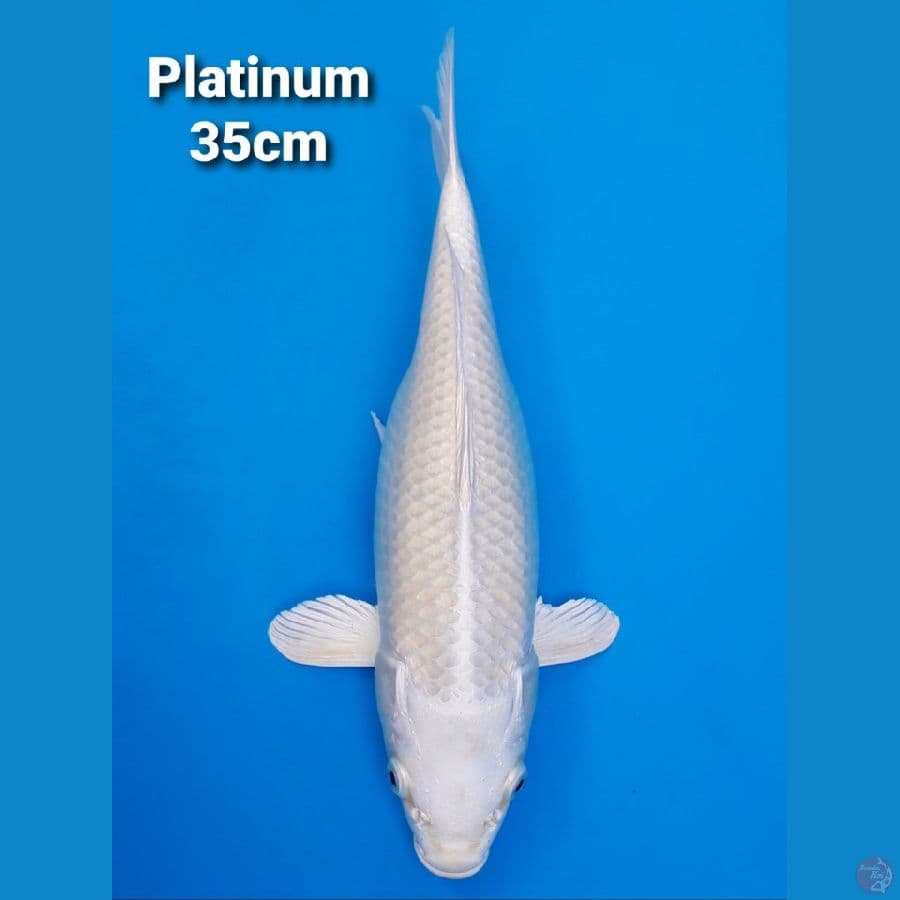 Platinum Ogon 35cm